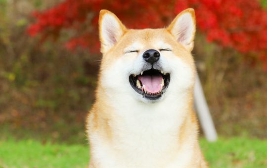 Shiba Inu Coin Price Soars as Coinbase Pro Announces SHIB Cryptocurrency Trading