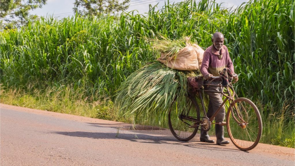 Kenyan Farmers Pivot to Cryptocurrency as Popularity of Community Currencies Grows