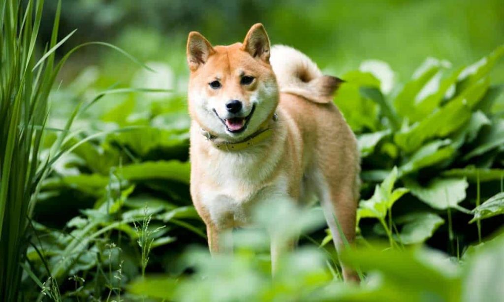 Shiba Inu (SHIB) Leading ETH Gas Consumer Amid Recent DeFi Surge