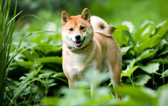 Shiba Inu (SHIB) Leading ETH Gas Consumer Amid Recent DeFi Surge