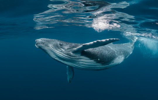 Whale From 2012 Transfers 740 Bitcoin Worth $26M After BTC Sat Idle for 9 Years