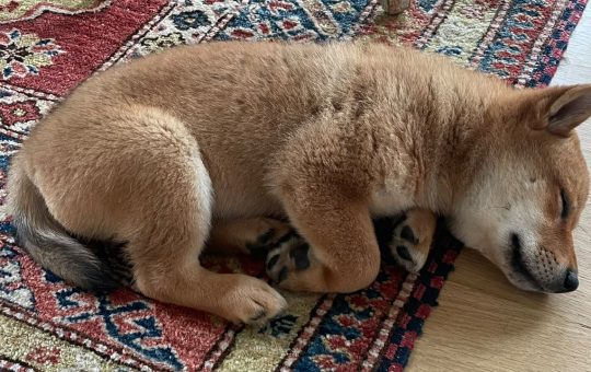 Elon Musk's New Puppy Tweet Sends Shiba Floki Token Soaring, FLOKI Jumps More Than 900% in 24 Hours