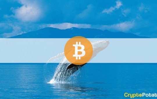 Bitcoin Accumulation Accelerates as Whales Buy 0.29% of BTC's Total Supply in a Week: Analysis