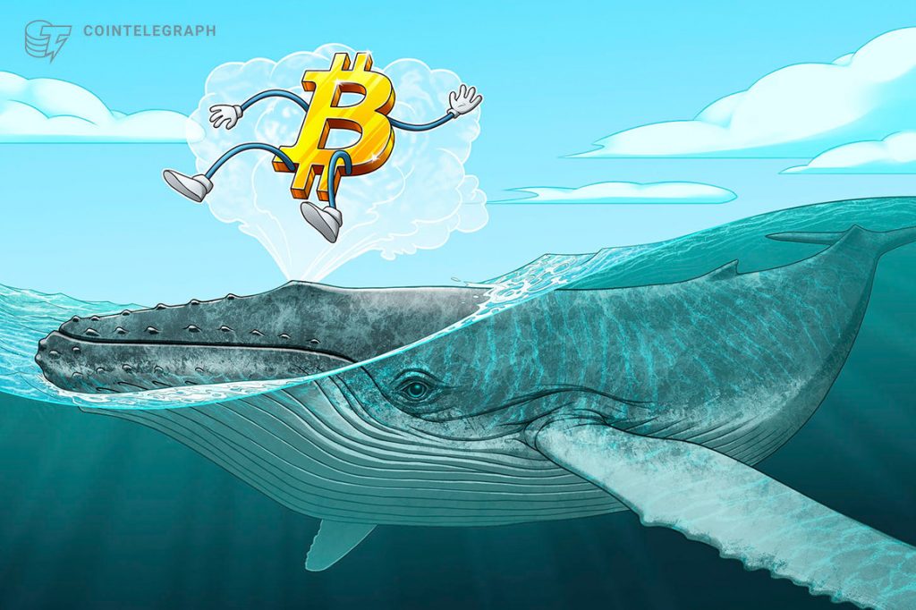 Small Bitcoin whales may be keeping BTC price from 'capitulation' — analysis