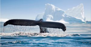 An image of a whale’s tail in the ocean