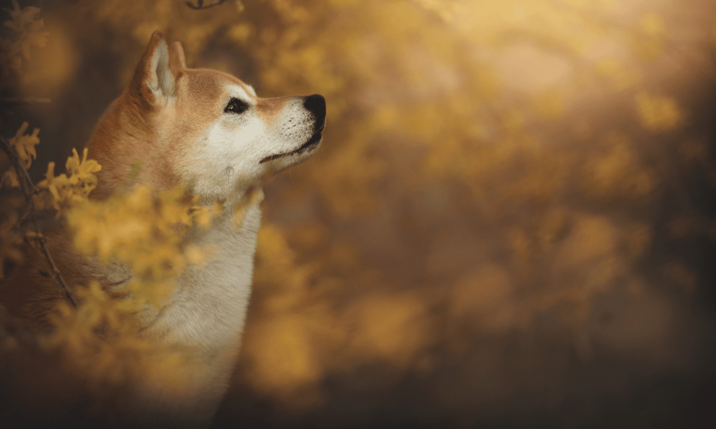 Shiba Inu Enters Top 10 by Surpassing TRX, TON Following Weekend Surge