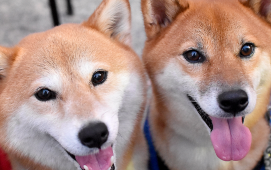 Dogecoin Price Climbs as Shiba Inu Spikes to 8-Month High